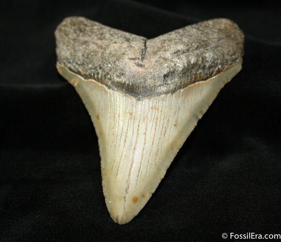 Megalodon Tooth - North Carolina #1182